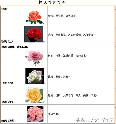 黑色鬱金香花語|【Tulip花語大全】10大顏色鬱金香花語，5款鬱金香花。